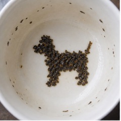 Hond — Thee