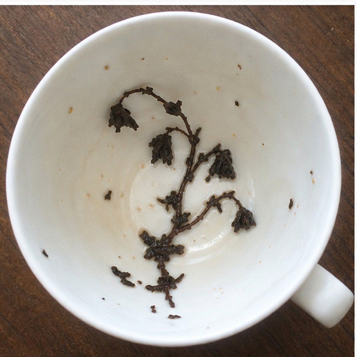 Campanulas tea leaves cup variation two