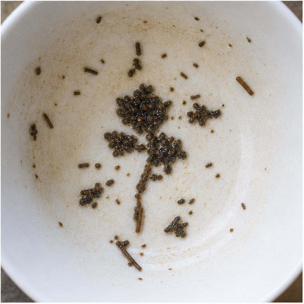 Clover tea leaves cup variation three