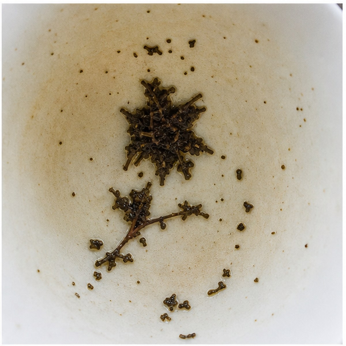 Columbine tea leaves cup variation one
