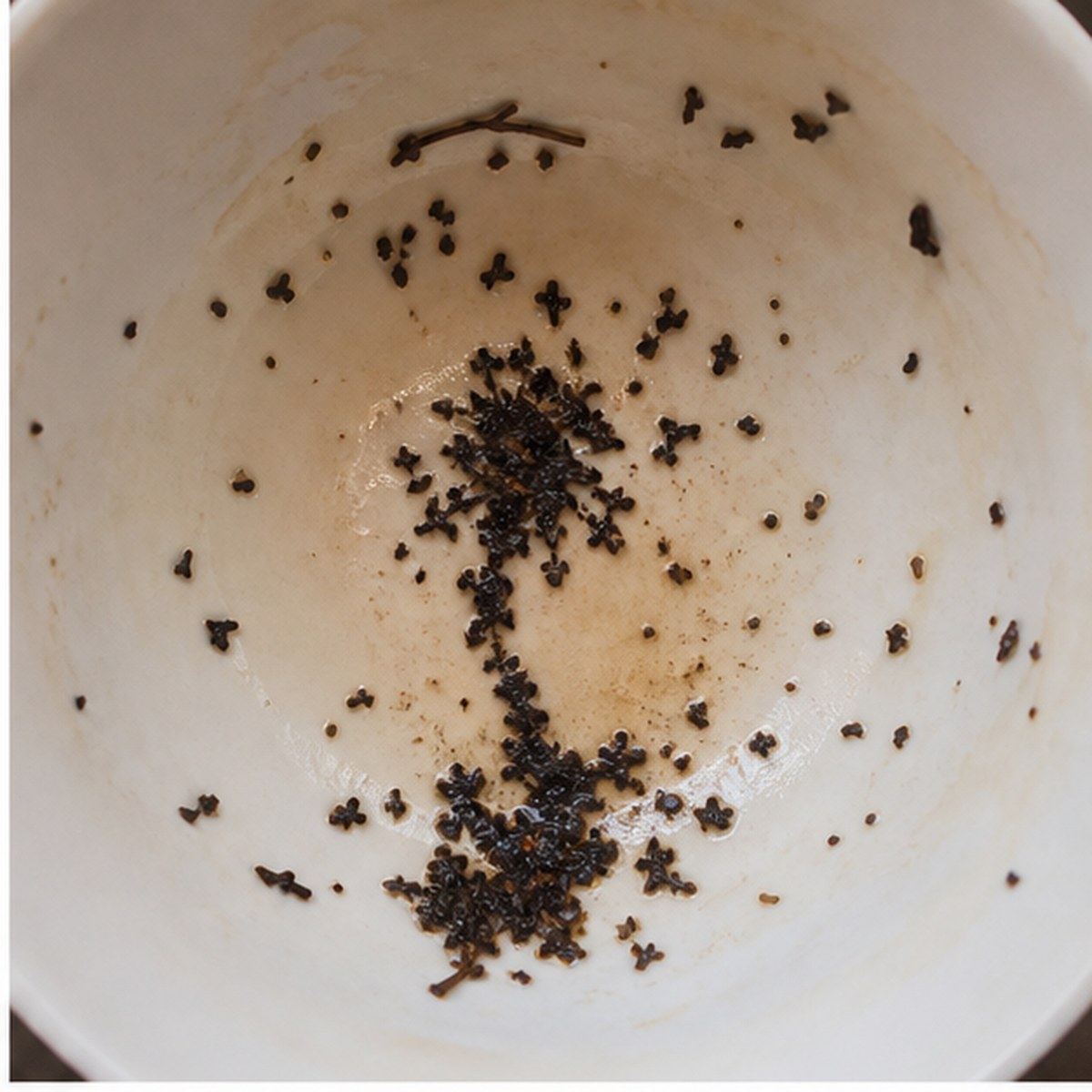 Dandelion tea leaves cup variation one