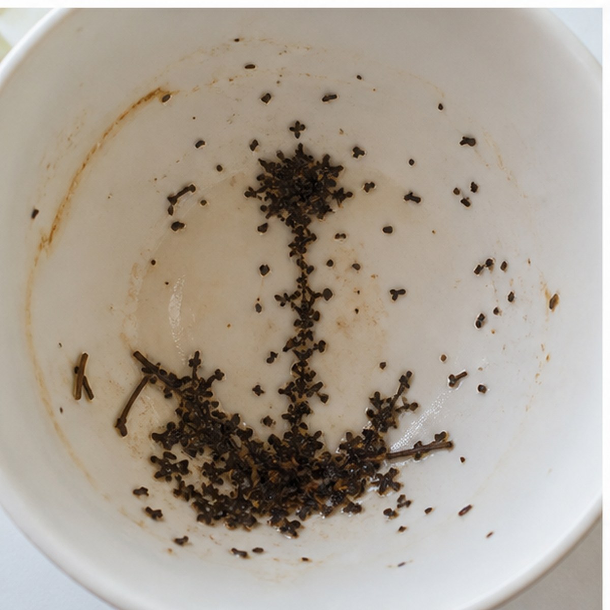 Dandelion tea leaves cup variation two