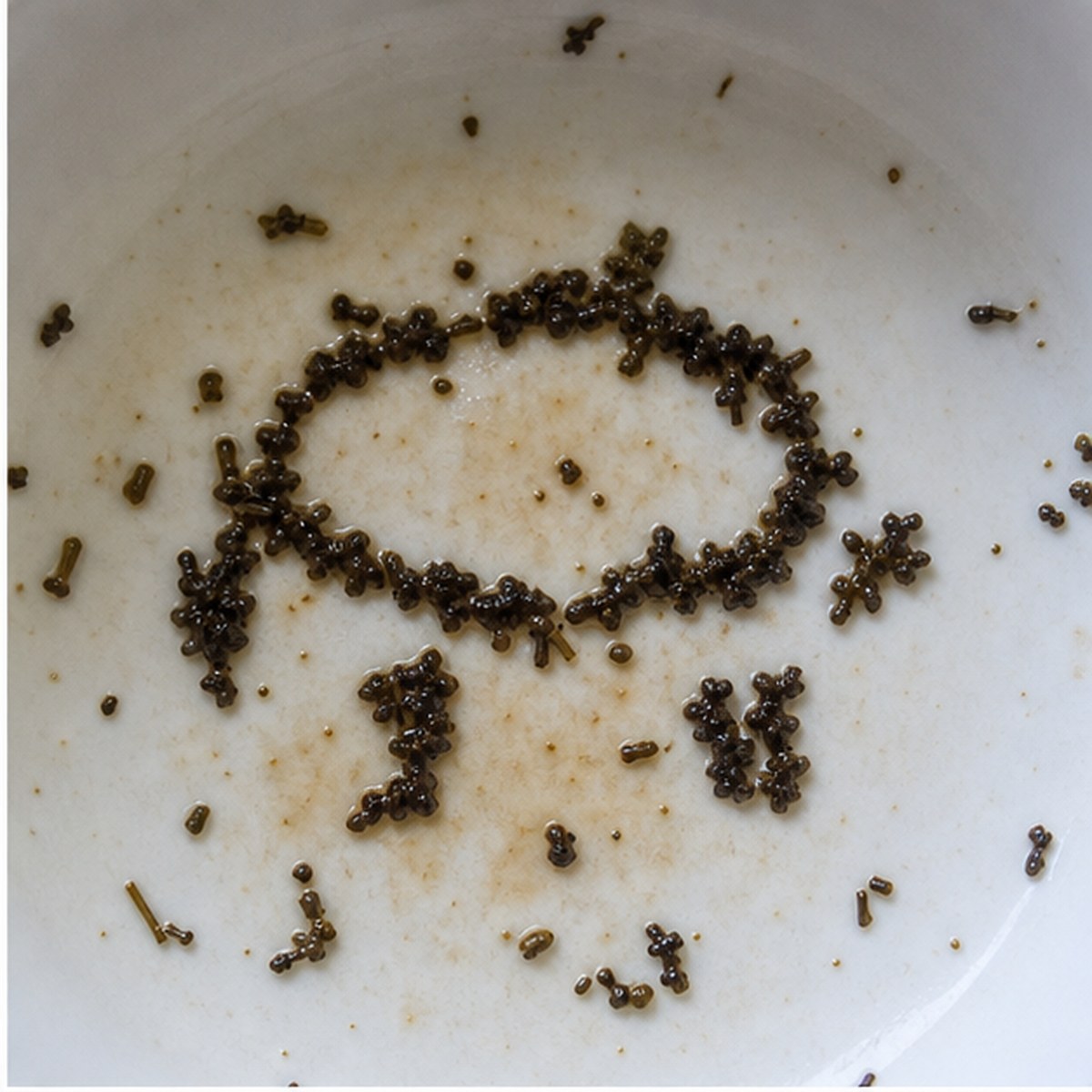 Drum tea leaves cup variation one