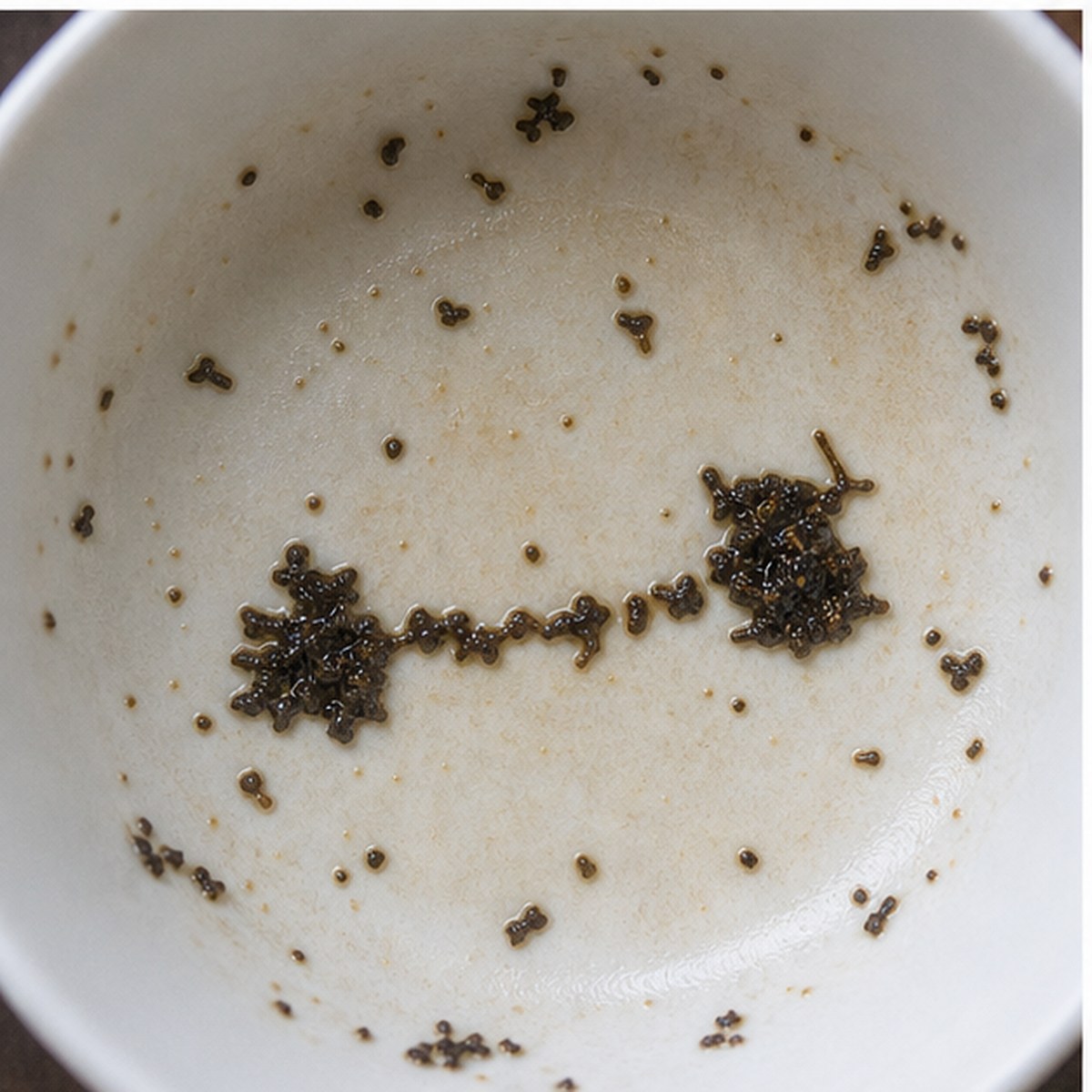 Dumb Bell tea leaves cup variation two