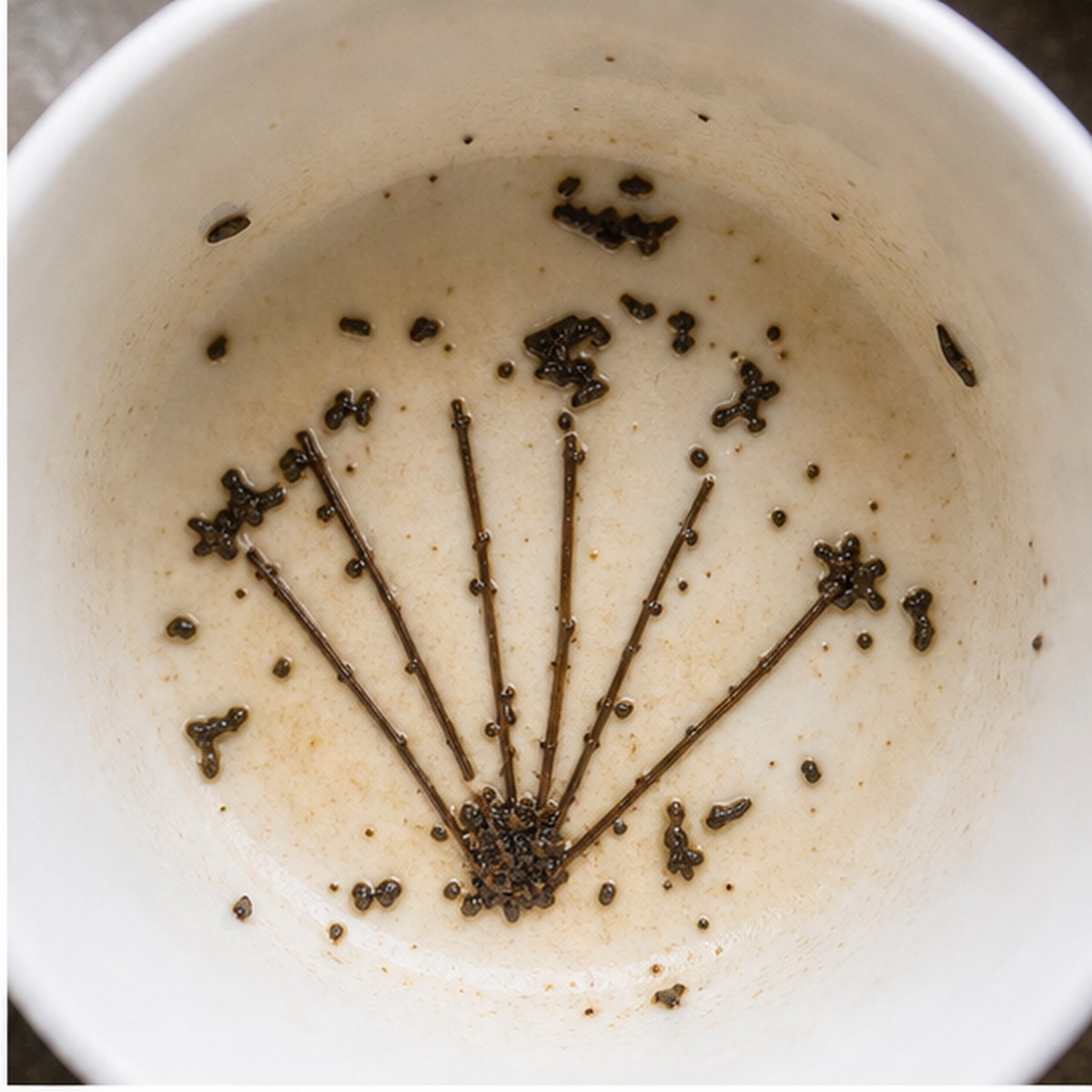 Fan tea leaves cup variation one