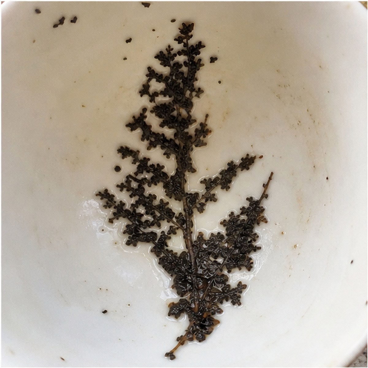 Ferns tea leaf reading cup example