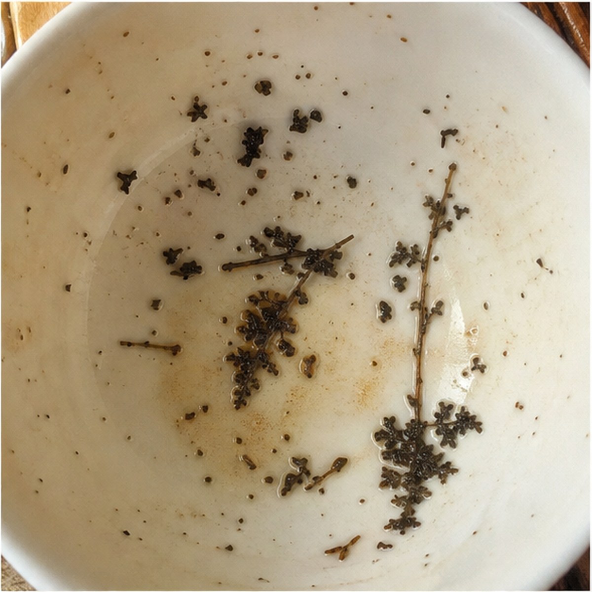 Ferns tea leaves cup variation one