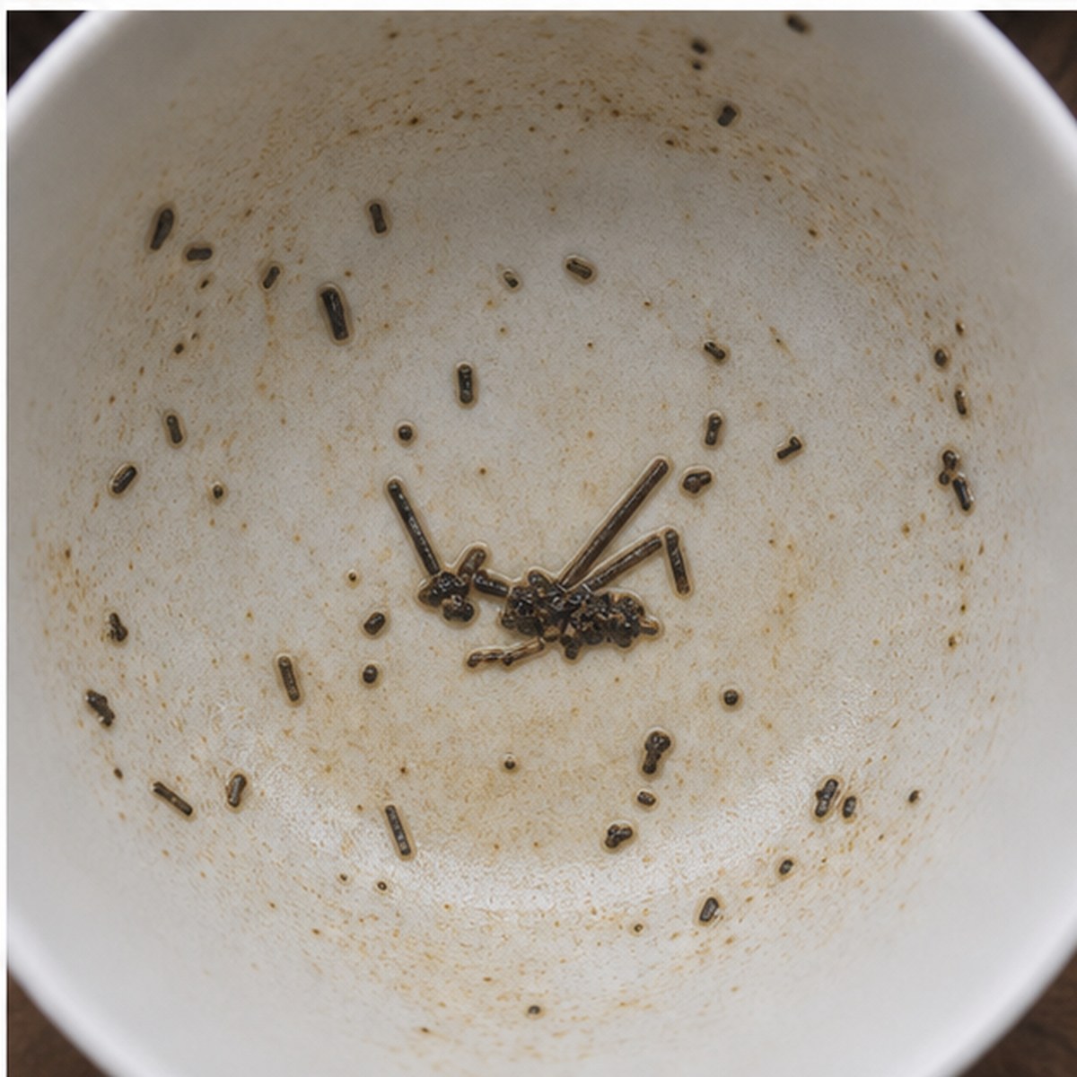Grasshopper tea leaves cup variation three