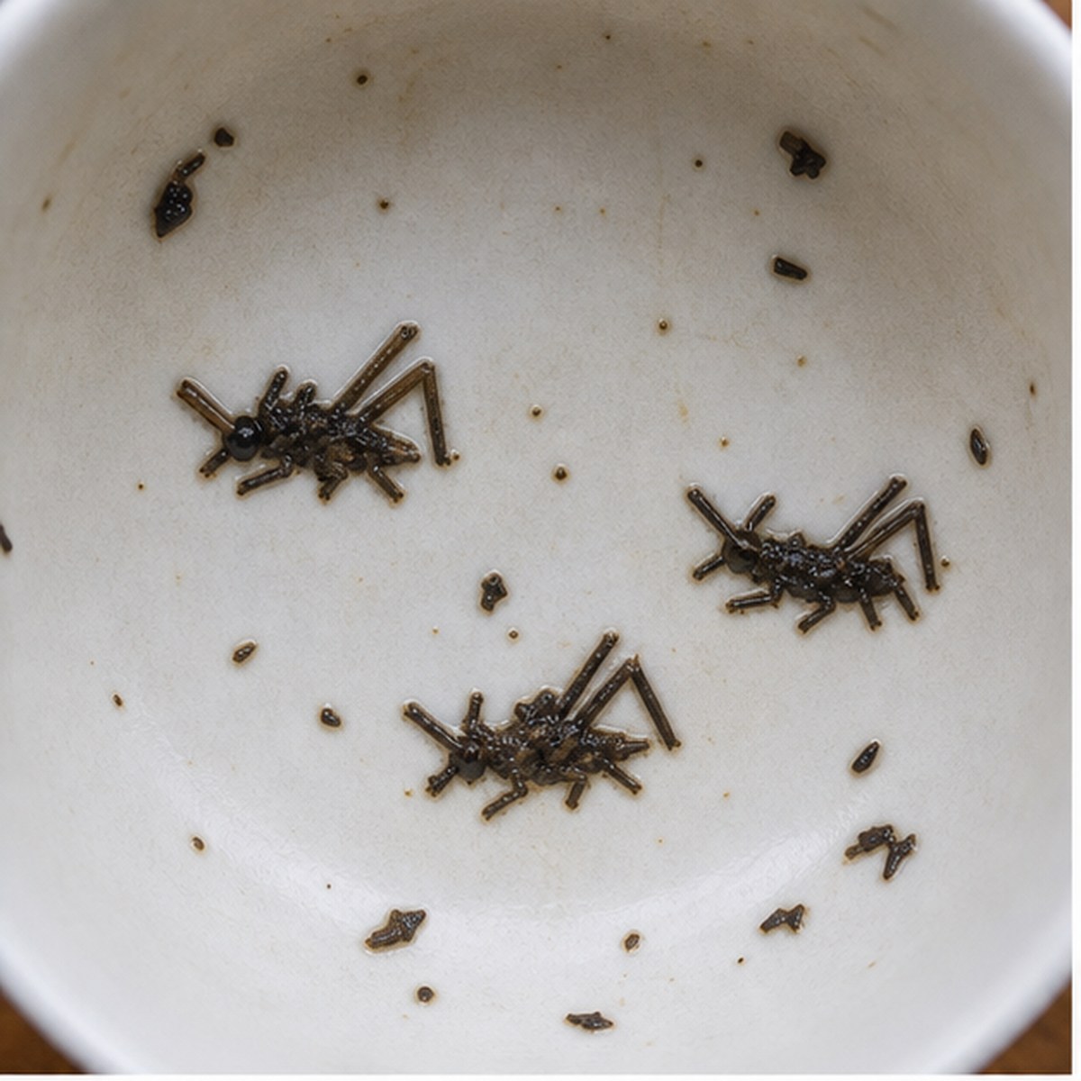 Grasshoppers tea leaf reading cup example