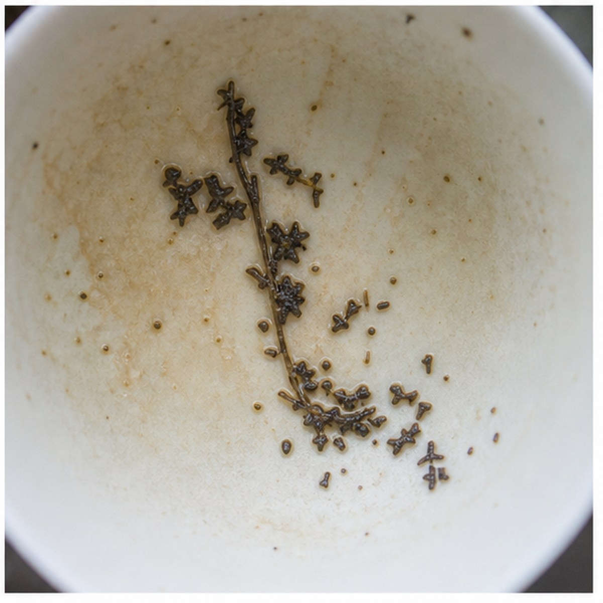 Hyacinth tea leaves cup variation three