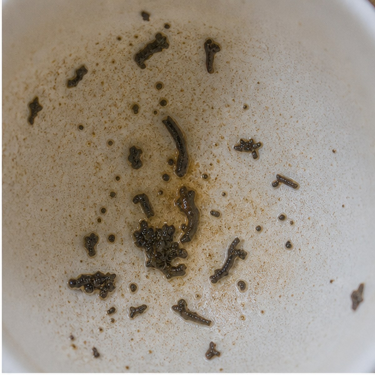 Madonna Lily tea leaves cup variation one