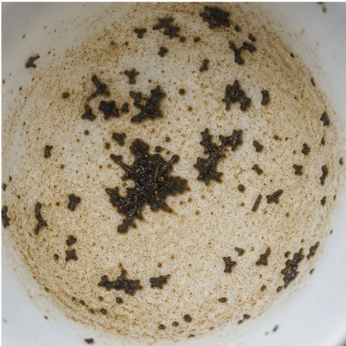 Mitre tea leaves cup variation three