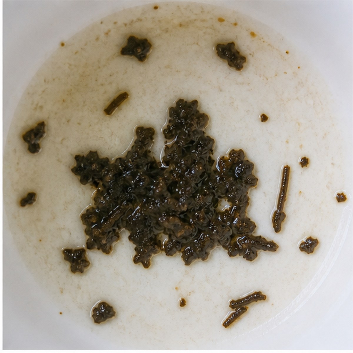 Palace tea leaves cup variation one