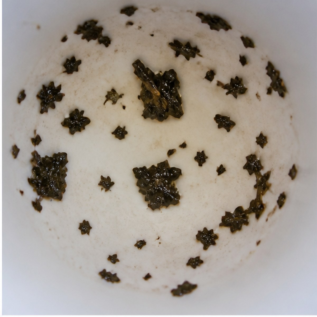 Parcels tea leaves cup variation one