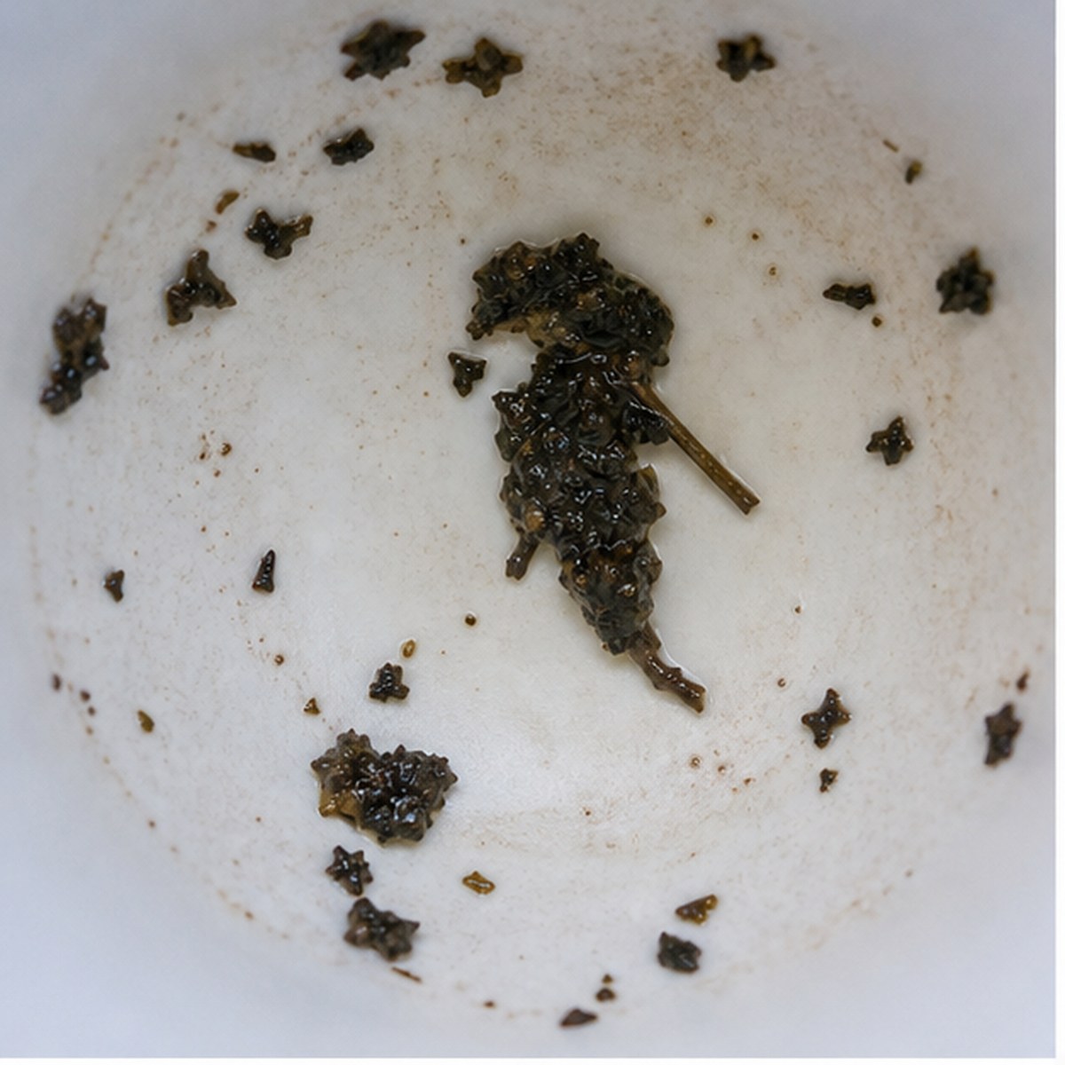 Parrot tea leaf reading cup example