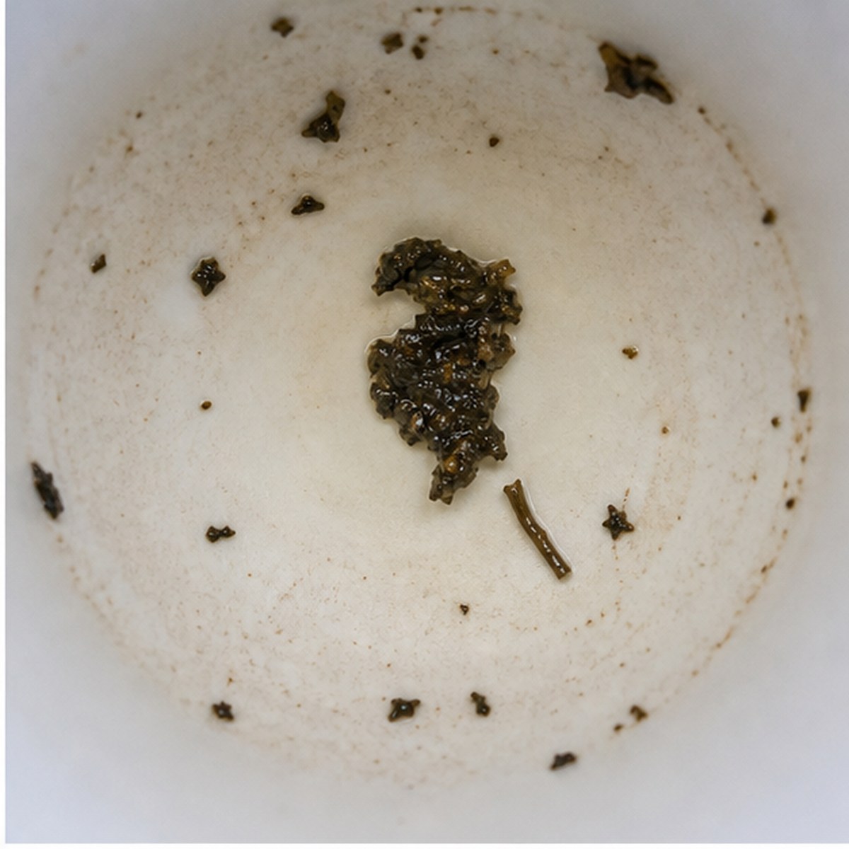 Parrot tea leaves cup variation one