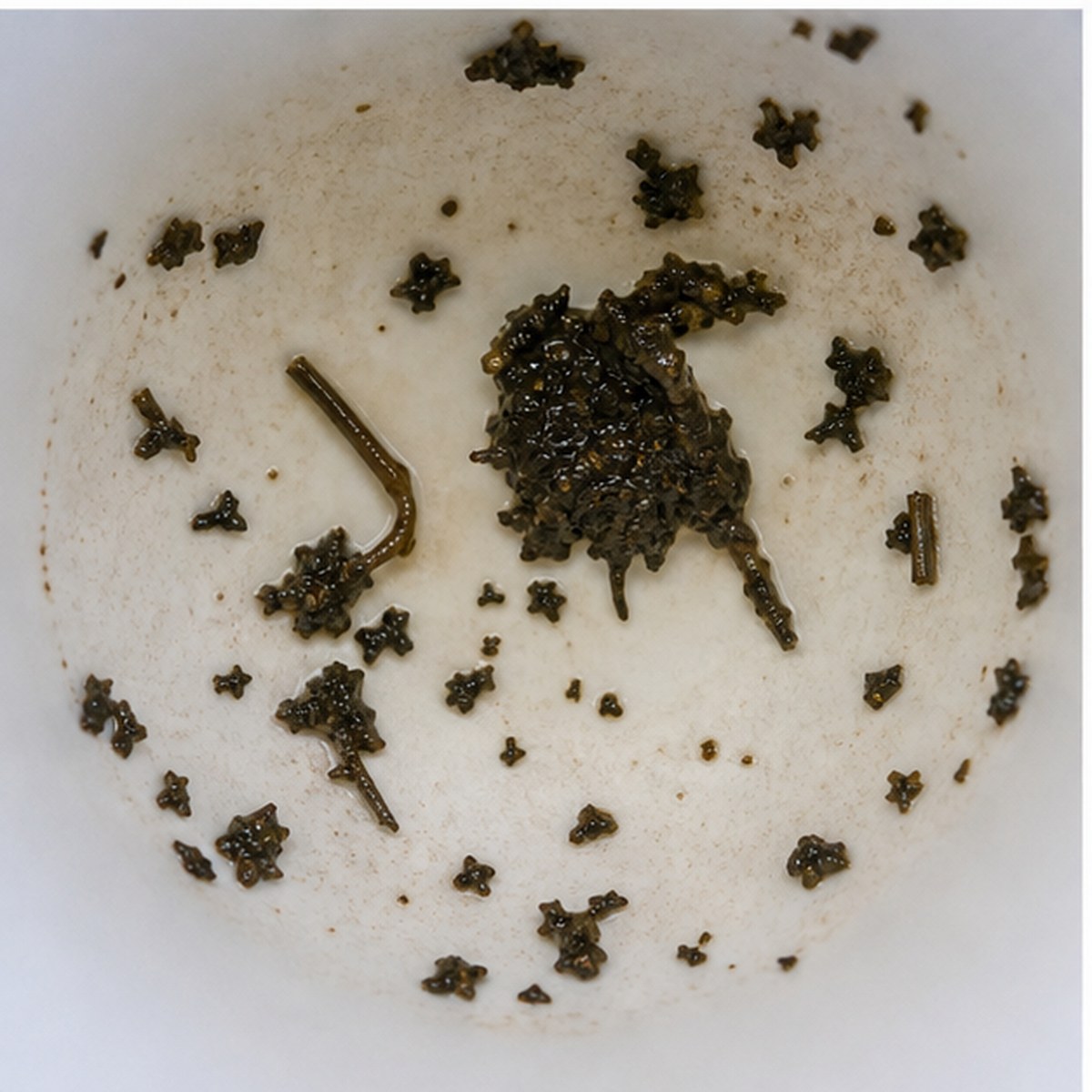 Parrot tea leaves cup variation two