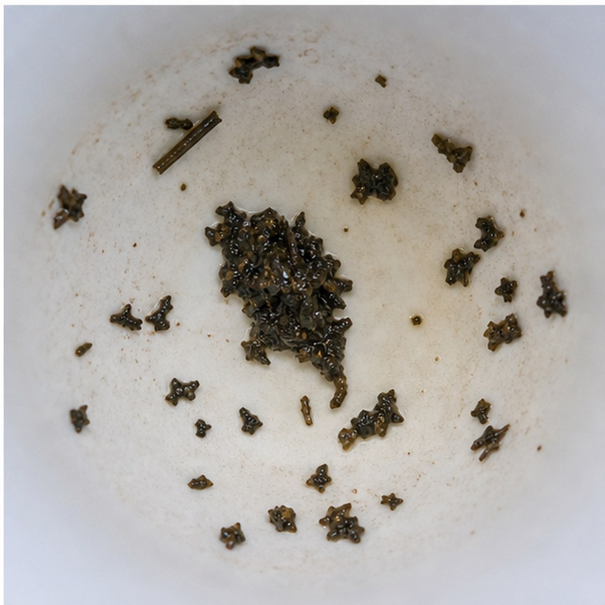Parrot tea leaves cup variation three