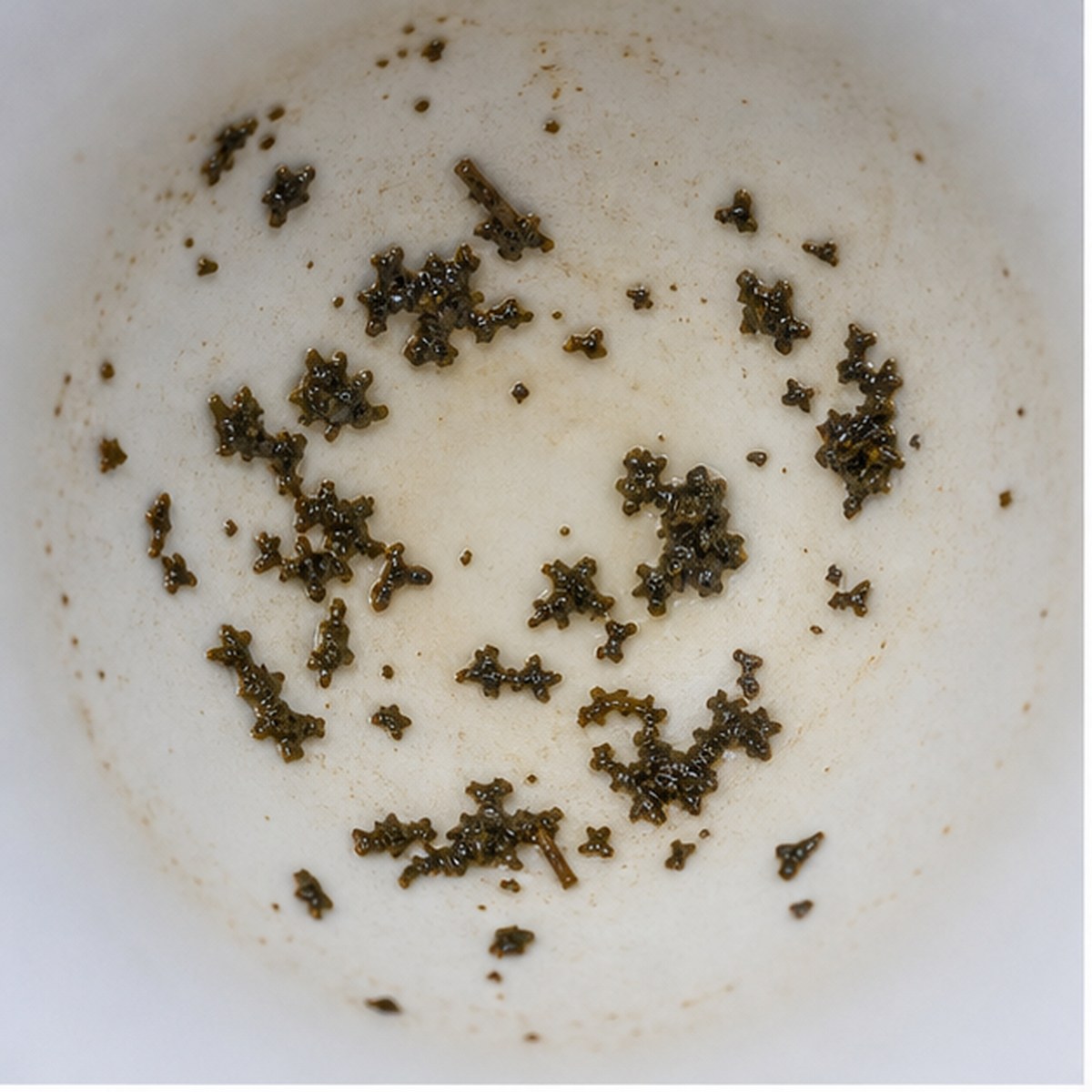 Parsley tea leaf reading cup example