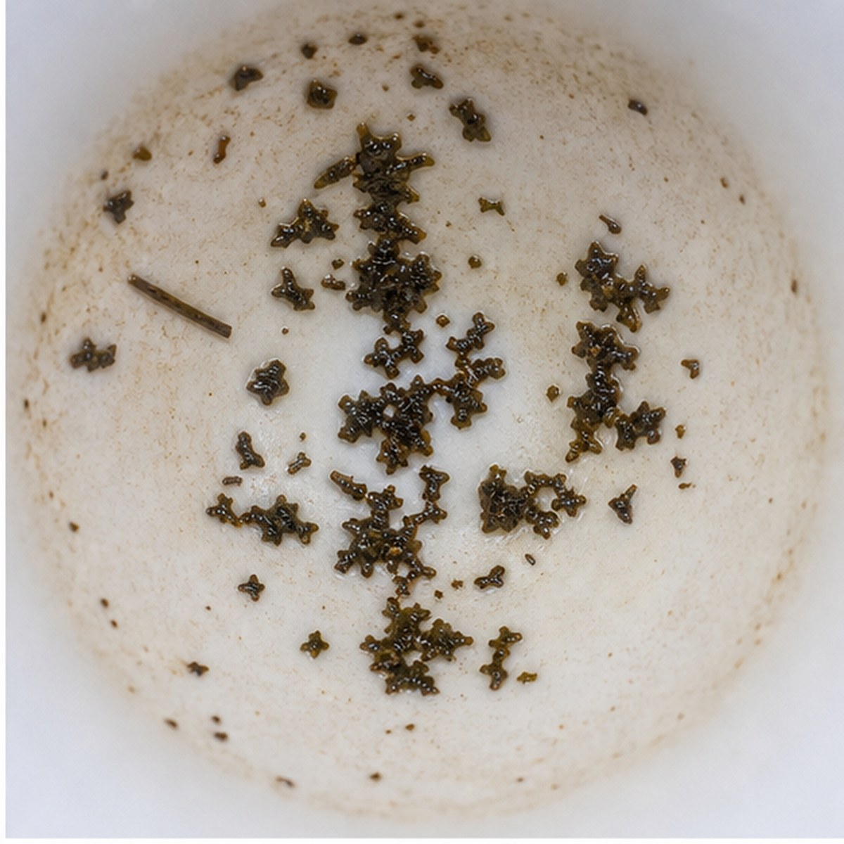 Parsley tea leaves cup variation one