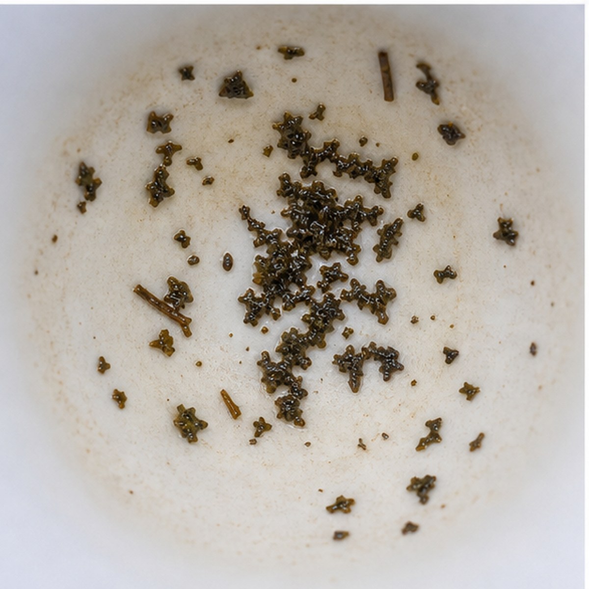 Parsley tea leaves cup variation two