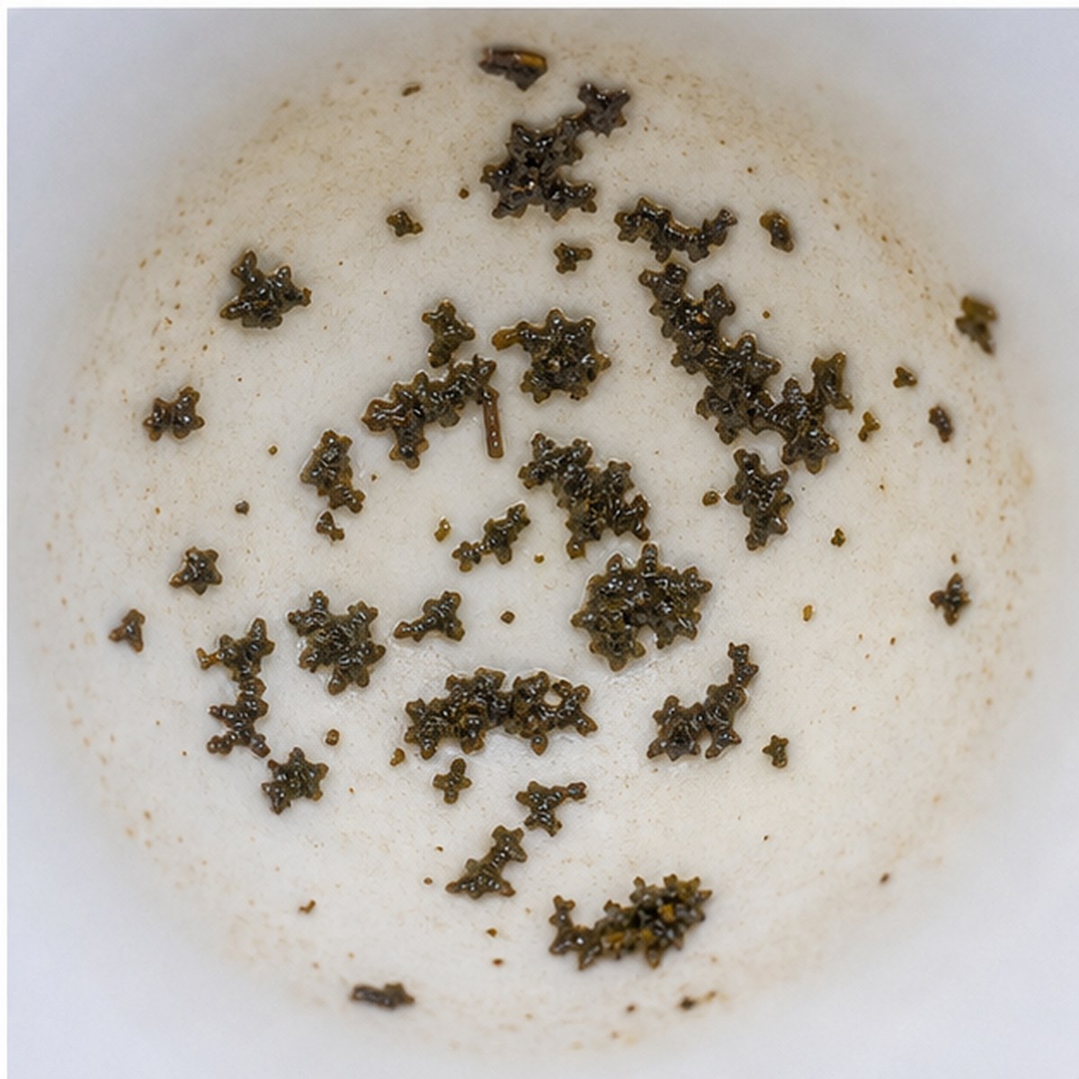 Parsley tea leaves cup variation three