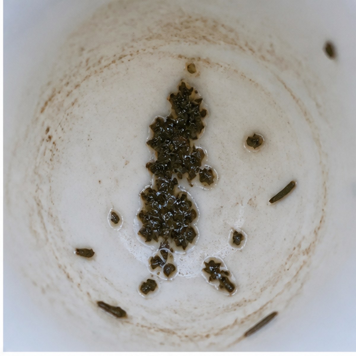 Pedestrian tea leaves cup variation one