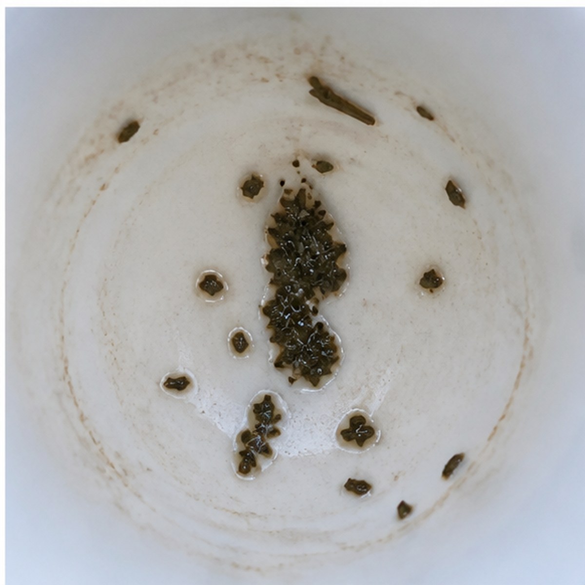 Pedestrian tea leaves cup variation three