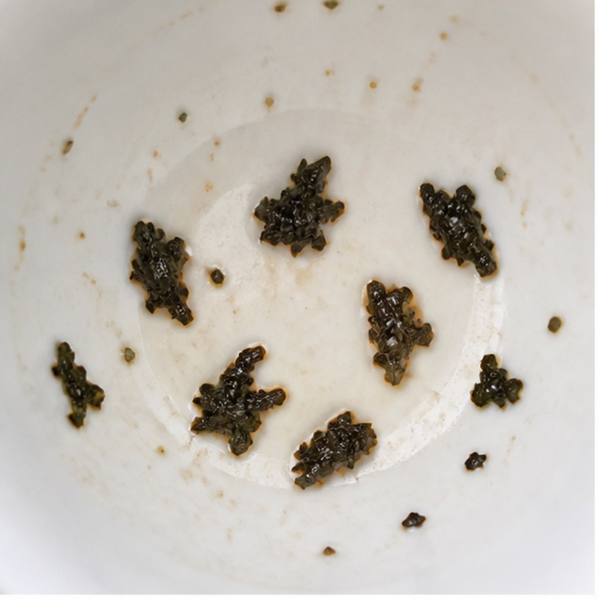 Pigeons tea leaf reading cup example