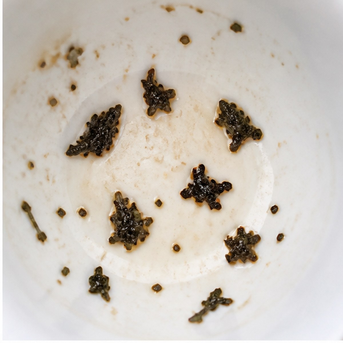 Pigeons tea leaves cup variation one