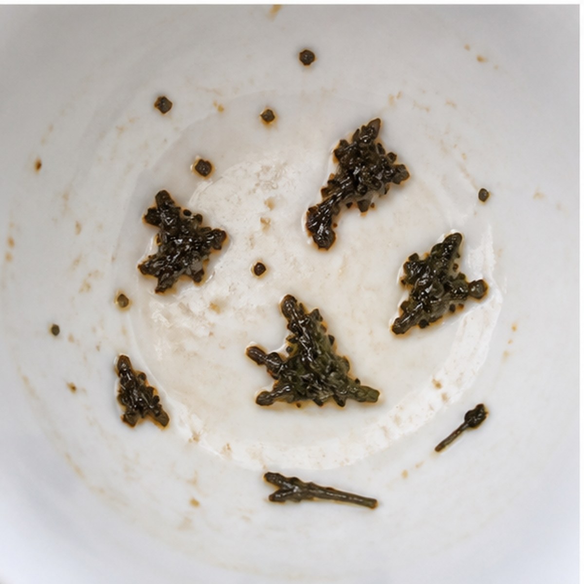 Pigeons tea leaves cup variation two