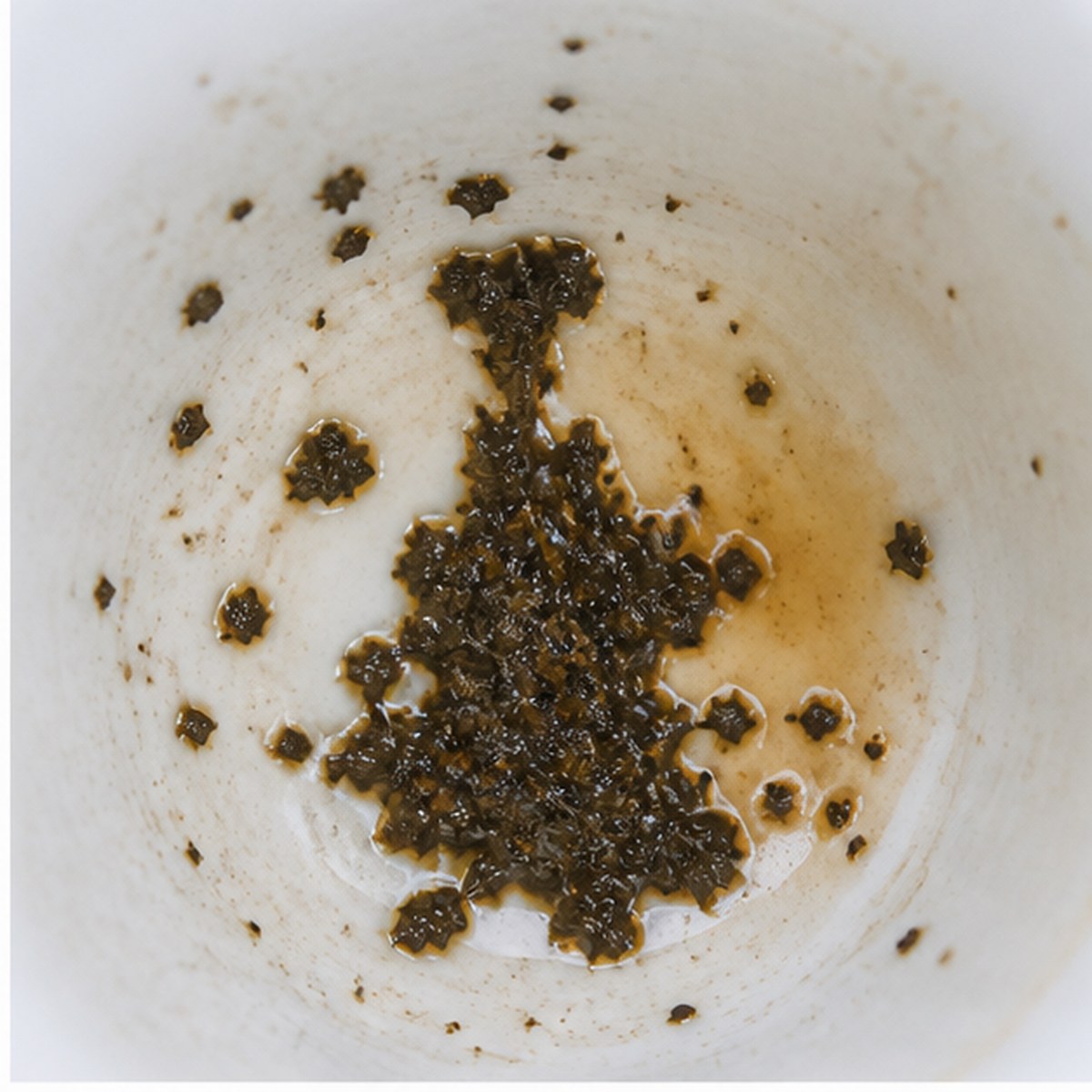 Pope tea leaves cup variation one