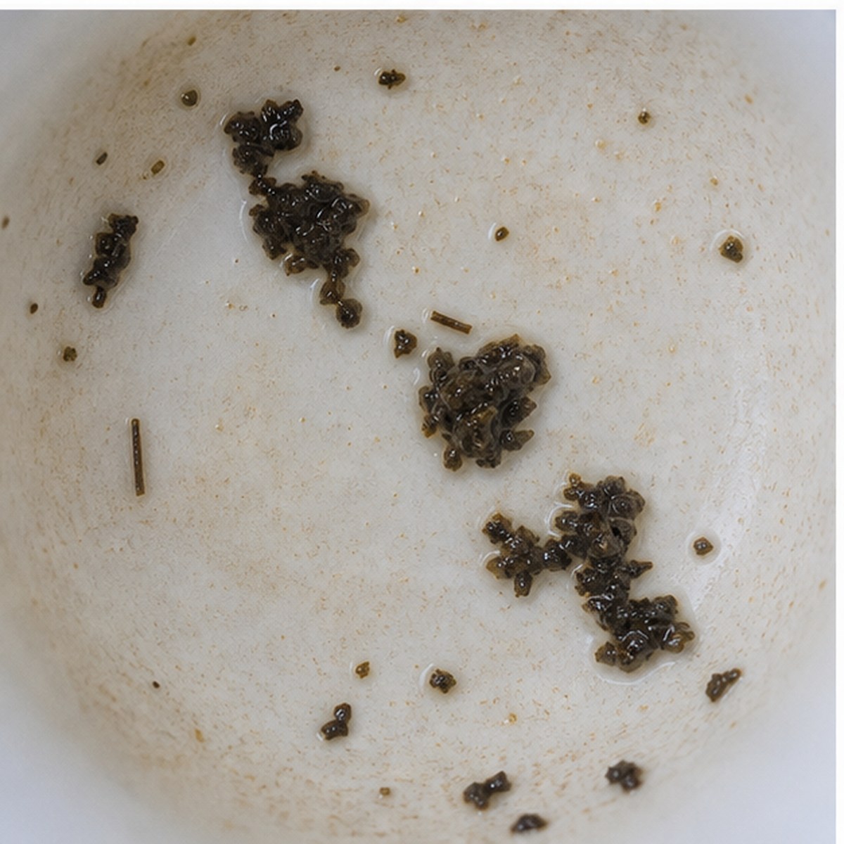 Prancing Lamb tea leaves cup variation two