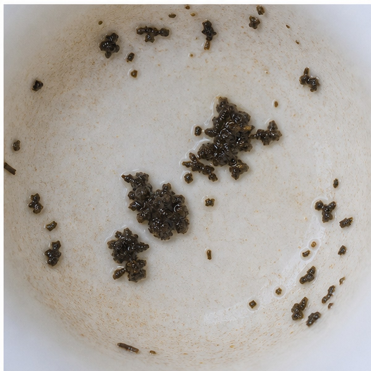 Prancing Lamb tea leaves cup variation three