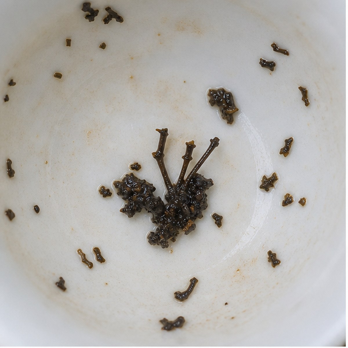 Prince Of Wales' Plumes tea leaf reading cup example