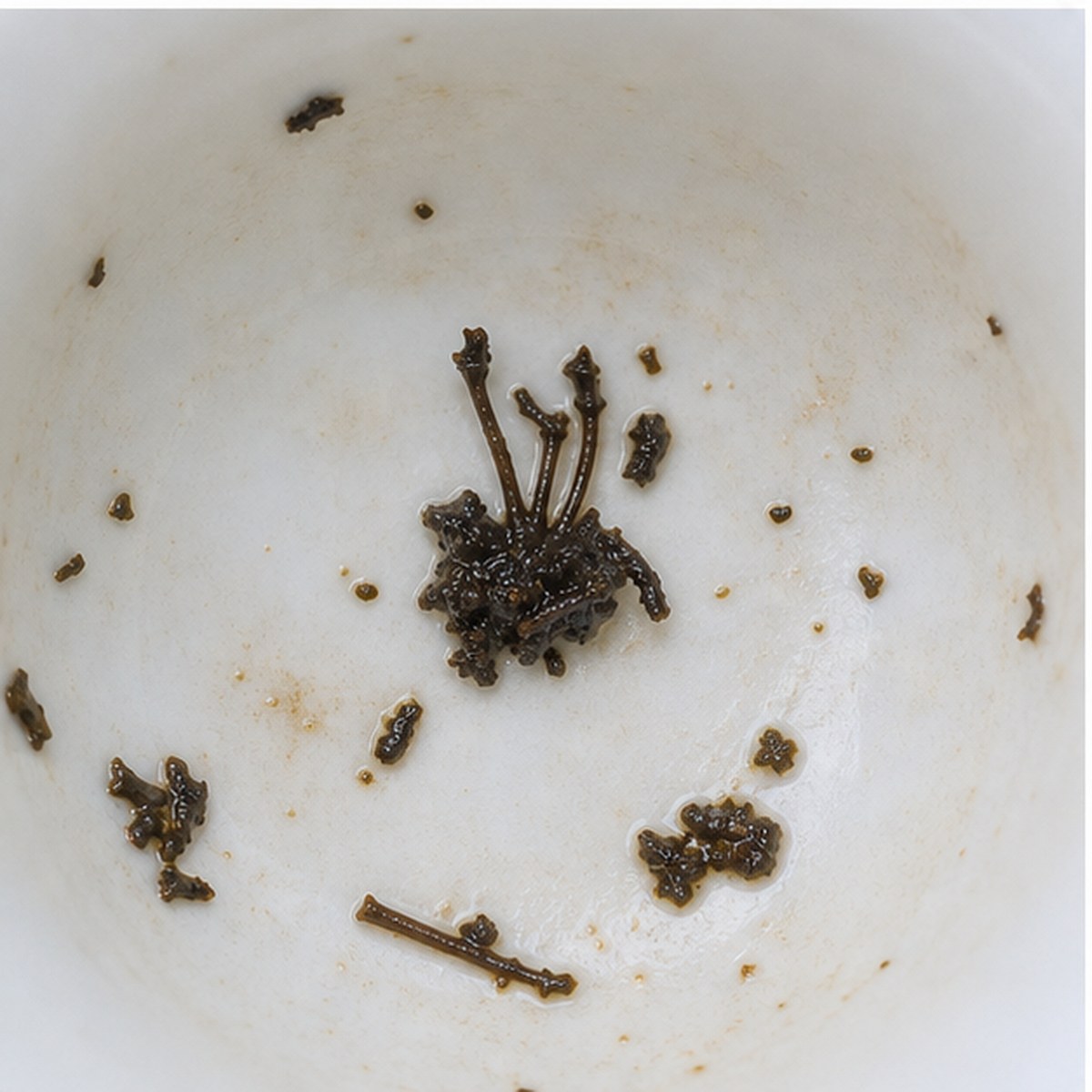 Prince Of Wales' Plumes tea leaves cup variation two