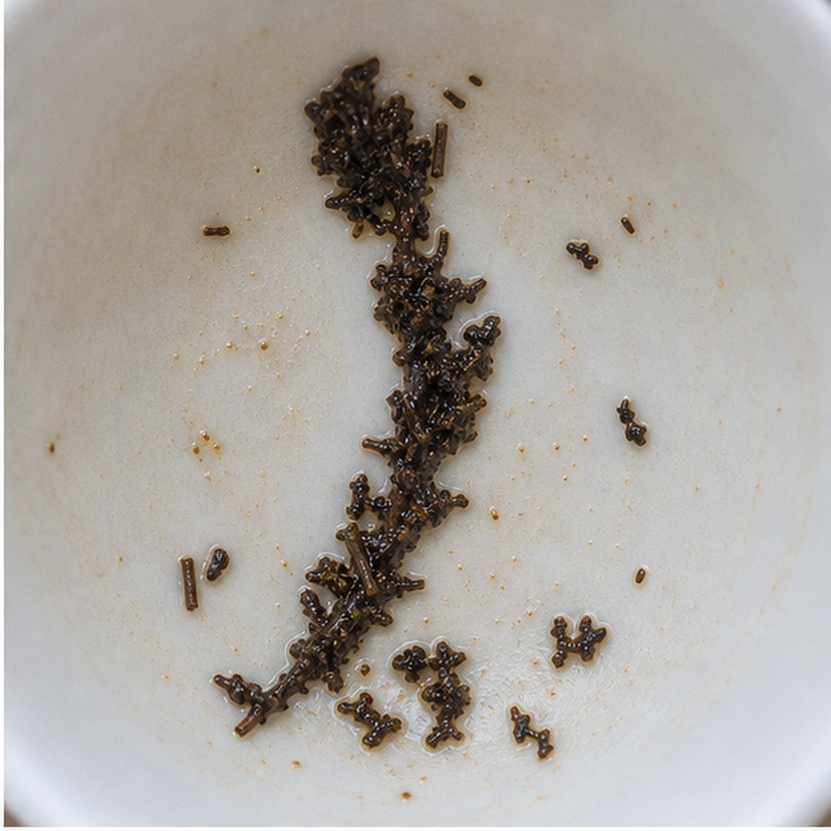 Quill Pen tea leaves cup variation one