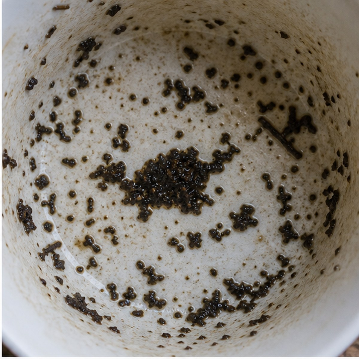Tortoise tea leaves cup variation one