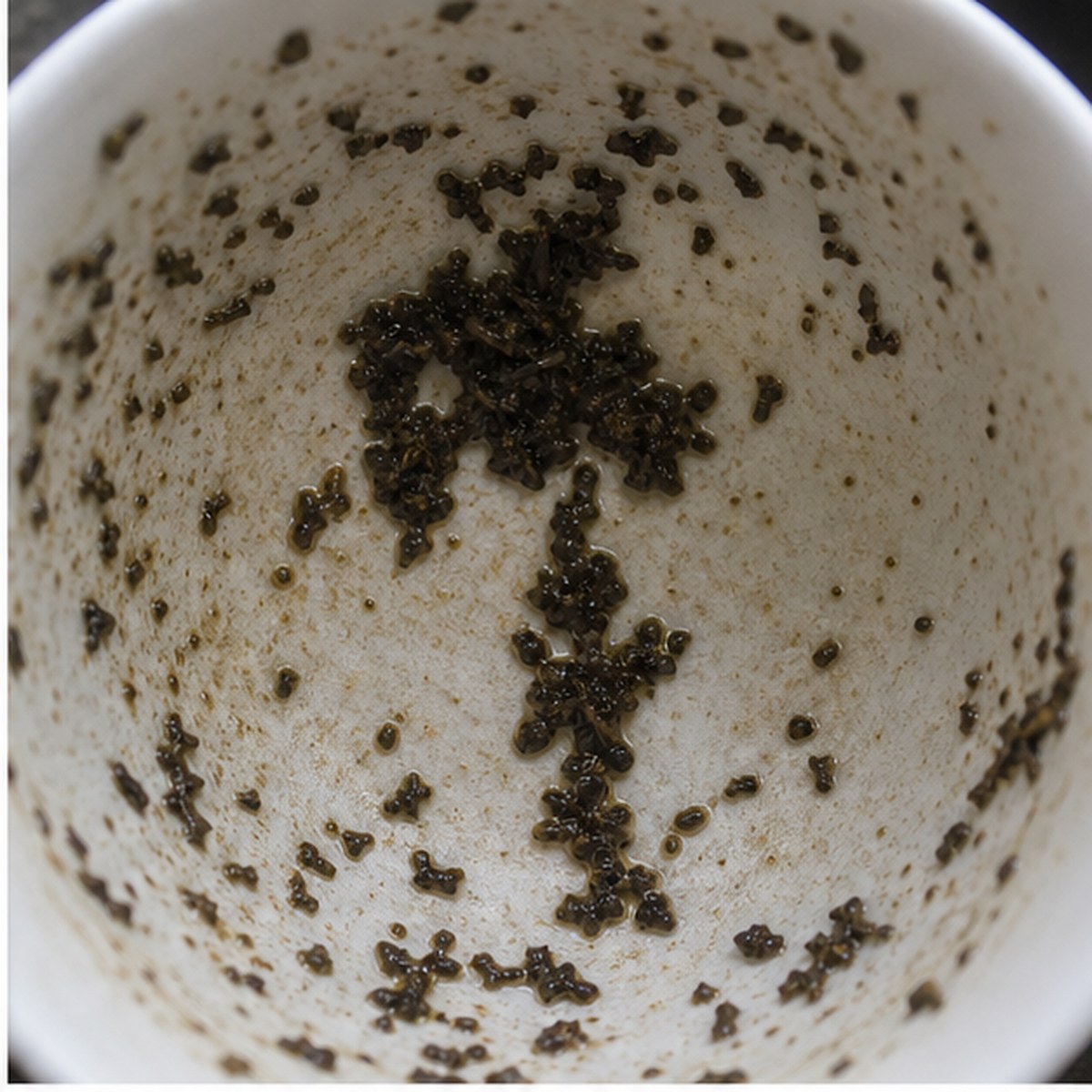 Tree tea leaves cup variation one