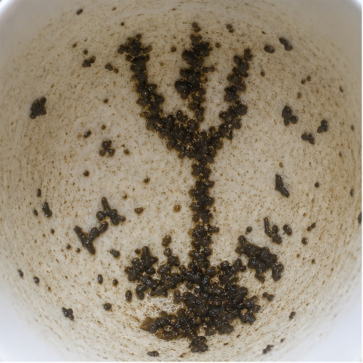 Trident tea leaf reading cup example