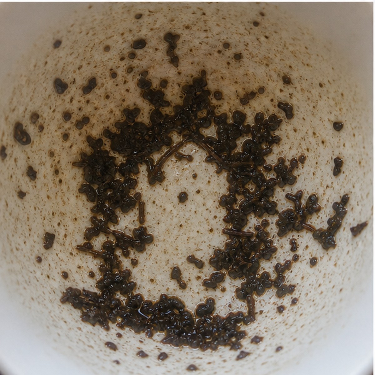 Triumphal Arch tea leaves cup variation two