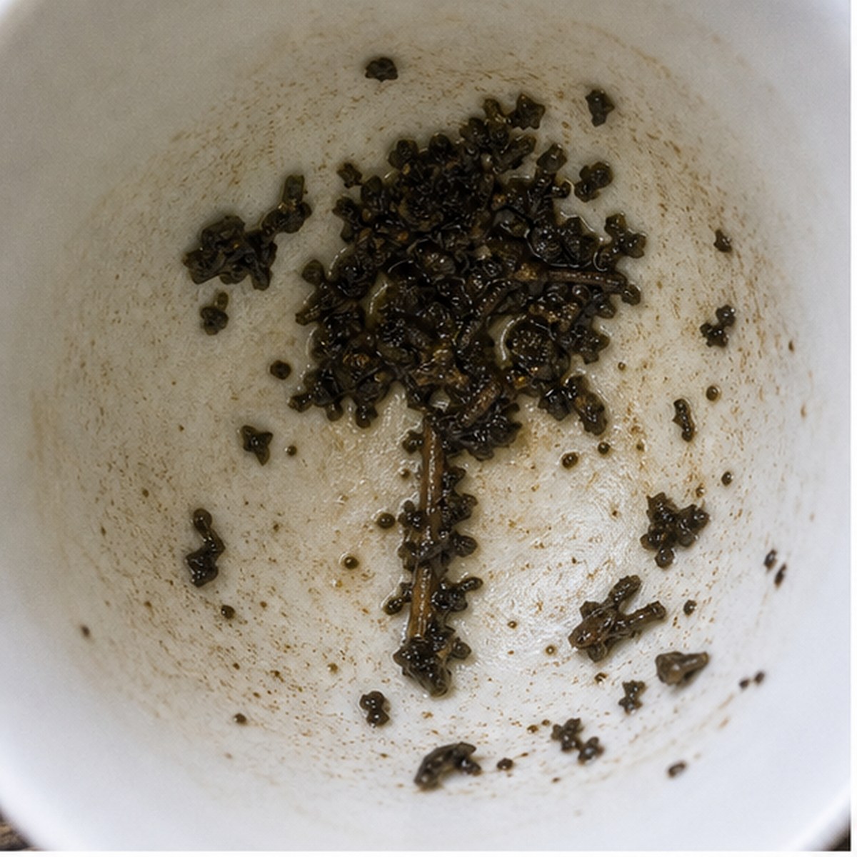 Yew Tree tea leaf reading cup example